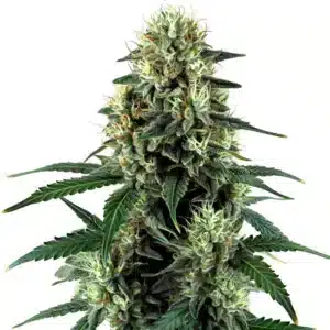 Auto Triangle Kush top bud covered in thick trichomes and vibrant pistils.