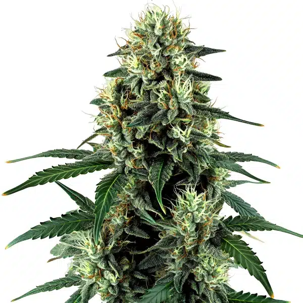 Auto Triangle Kush top bud covered in thick trichomes and vibrant pistils.