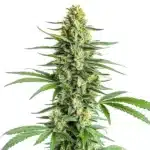 big bud regular cannabis plant with large dense flowers