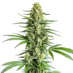 big bud regular cannabis plant with large dense flowers
