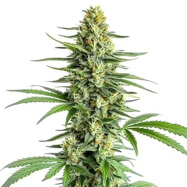 big bud regular cannabis plant with large dense flowers
