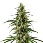 c99 x early skunk cannabis strain with crystal-coated buds