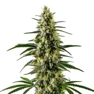 c99 x early skunk cannabis strain with crystal-coated buds
