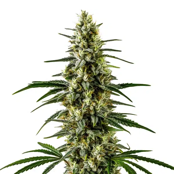 c99 x early skunk cannabis strain with crystal-coated buds