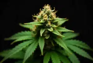 Early Skunk x Cinderella 99 cannabis bud with trichomes.