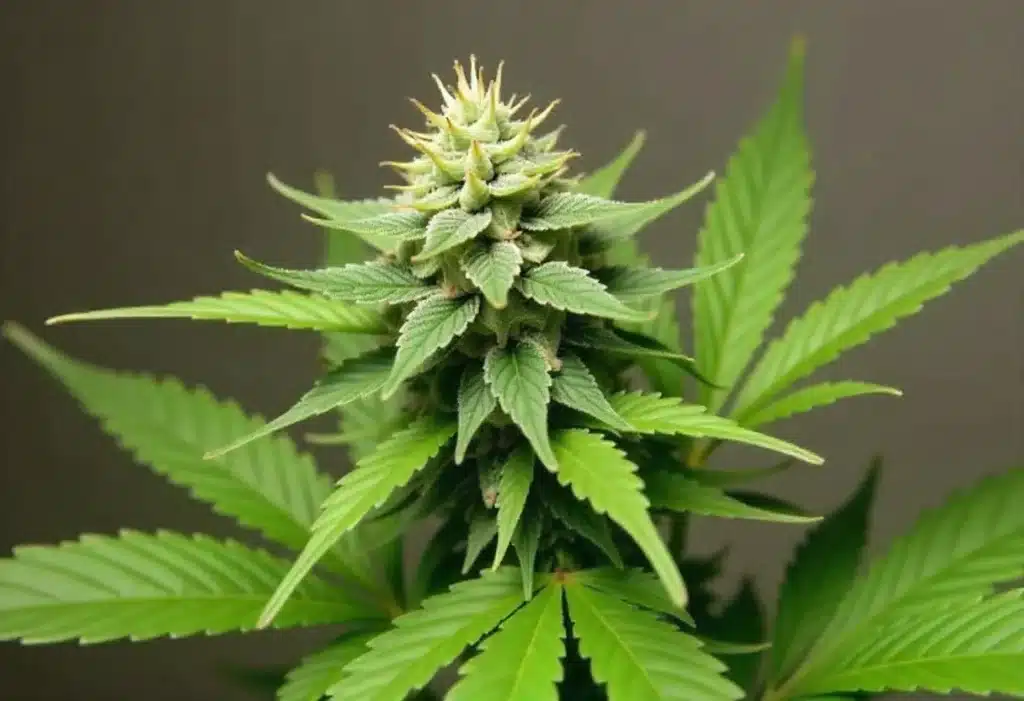 Fire Kush Auto cannabis bud with thick trichome coverage.