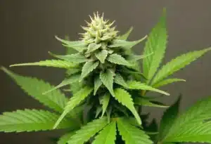 Fire Kush Auto cannabis bud with thick trichome coverage.