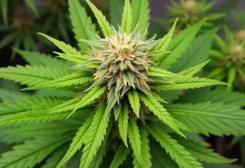 Gelato x Kosher Kush strain with resinous buds.