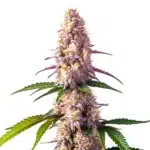 ice cream cake auto cannabis bud with thick trichomes and creamy purple tones