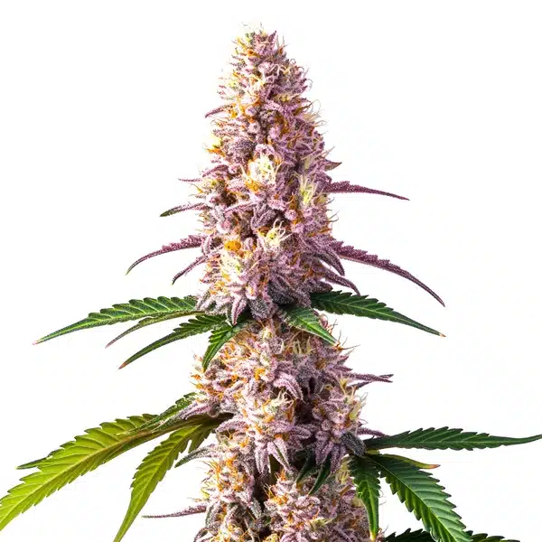 ice cream cake auto cannabis bud with thick trichomes and creamy purple tones