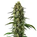 jilly bean cannabis plant with bright orange pistils