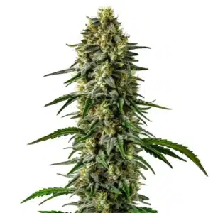 jilly bean cannabis plant with bright orange pistils