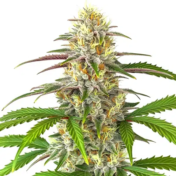 pineapple express auto plant with tropical green buds and bright orange pistils