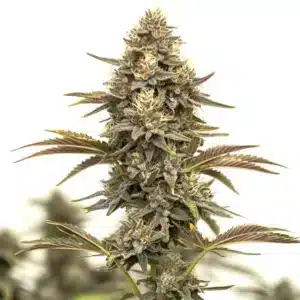 Purple Urkle Auto cannabis bud with purple tones and heavy resin.