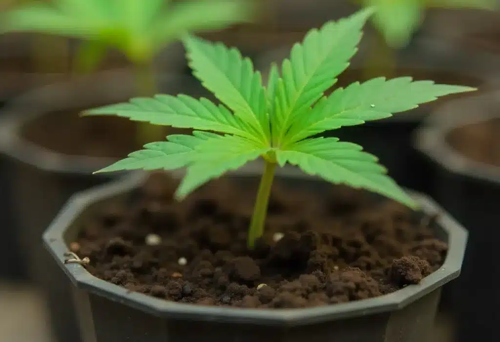 G13 Autoflower cannabis plant with broad leaves in a plastic pot. Ideal start for high-performance indoor autoflowering cultivation.