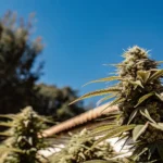 Acapulco Gold cannabis plant growing outdoors under bright blue sky.