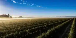 Aerial view of a cannabis farm at dawn with morning mist and clear blue sky.