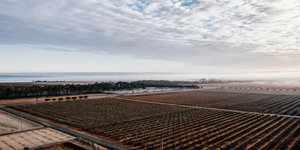 Aerial view of a large cannabis farm located near the sea under cloudy skies.
