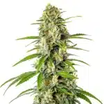 AK Auto CBD avec un cola allongé vert brillant couvert de trichomes et pistils orange vifs.