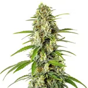 AK Auto CBD avec un cola allongé vert brillant couvert de trichomes et pistils orange vifs.