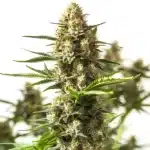 Close-up of an Amnesia Cookies cannabis cola covered in resin and bright pistils.