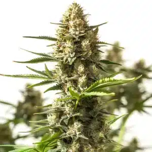 Close-up of an Amnesia Cookies cannabis cola covered in resin and bright pistils.