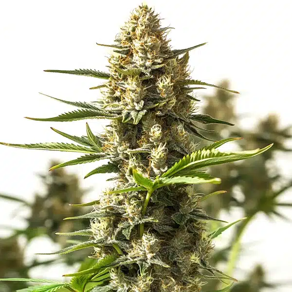 Close-up of an Amnesia Cookies cannabis cola covered in resin and bright pistils.