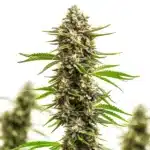 Macro shot of the Amnesia x Bruce Banner cannabis bud with frosty trichomes and bright green leaves.