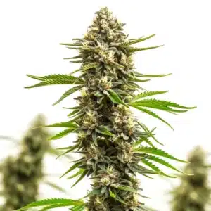 Macro shot of the Amnesia x Bruce Banner cannabis bud with frosty trichomes and bright green leaves.