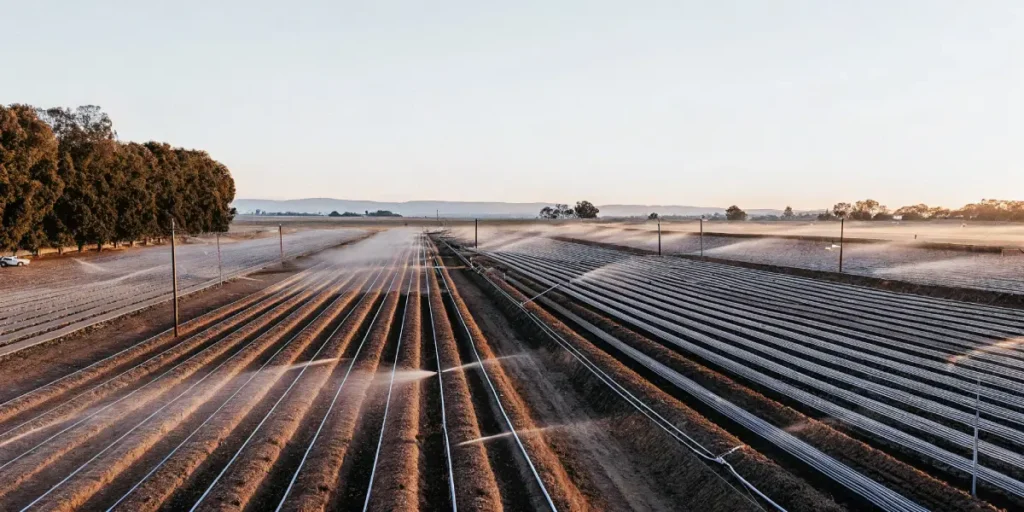 Aerial view of a cannabis farm with irrigation systems at sunrise.