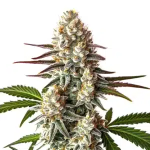 Biscotti Auto cannabis bud covered in dense white trichomes.