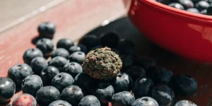 Blueberry-flavor cannabis bud placed among fresh ripe blueberries.
