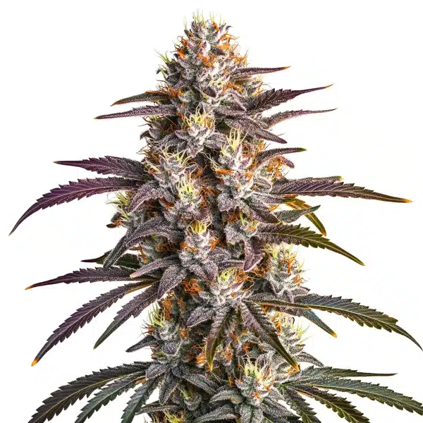 Blueberry x GG4 cannabis bud with purple tones and heavy resin production.