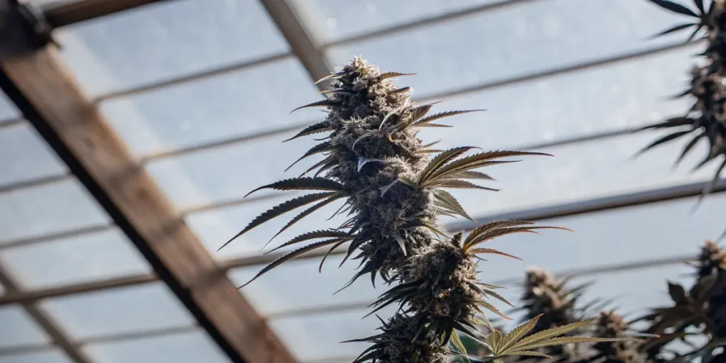 Detailed close-up of a mature cannabis bud inside a greenhouse.