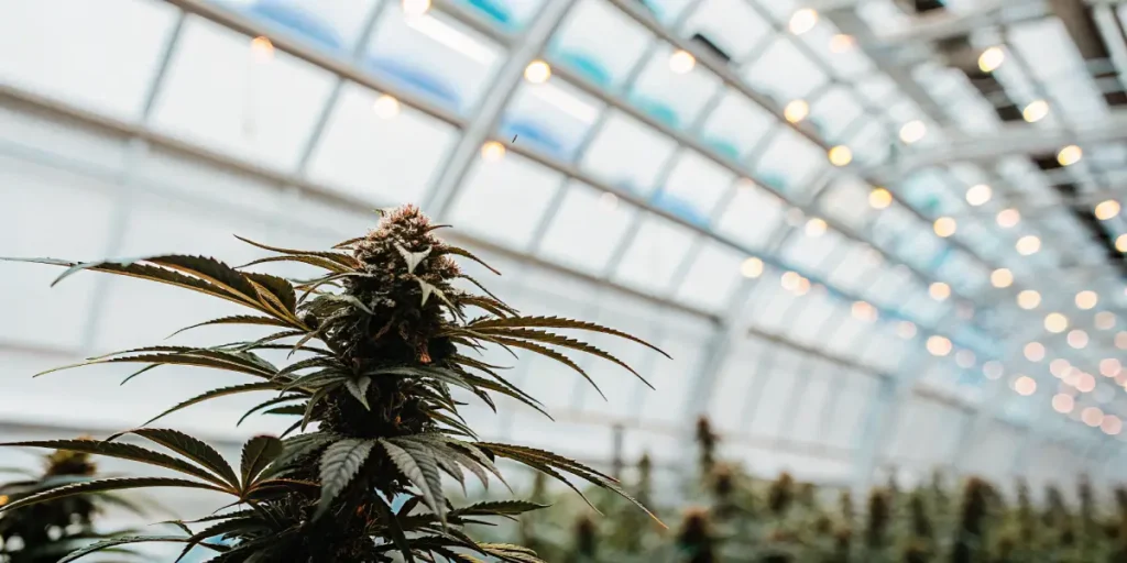 Cannabis bud in focus under greenhouse ceiling lights.