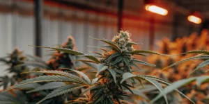 Cannabis bud under warm grow lights with dense trichomes and dark green leaves.