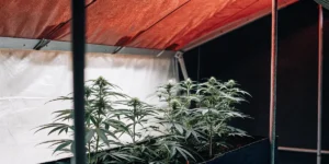 Plantes de cannabis cultivées dans une serre sous lumière rouge artificielle