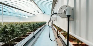 Modern indoor cannabis greenhouse with automated irrigation system and rows of healthy weed plants.