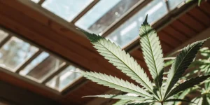 Close-up of a cannabis leaf under greenhouse sunlight, showing its serrated edges and natural texture.