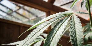 Cannabis plant showing browning leaf tips under indoor light, indicating possible nutrient burn or heat stress.
