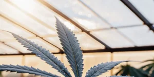 Close-up view of a cannabis leaf with water droplets under sunlight in a greenhouse.