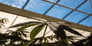 Close-up view of a cannabis leaf with tiny water droplets along its serrated edges.
