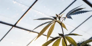 Close-up of a cannabis leaf in a greenhouse under natural sunlight.