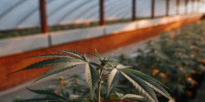 Close-up of a cannabis leaf inside a greenhouse with warm sunset light.
