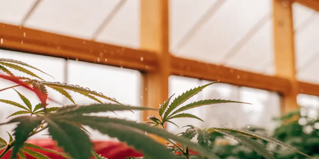 Macro photograph of a cannabis leaf covered with water droplets.