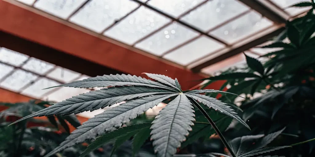 Macro shot of a cannabis leaf showing visible hydration details.