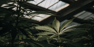 Cannabis leaf under greenhouse light showing healthy structure and natural green tones.