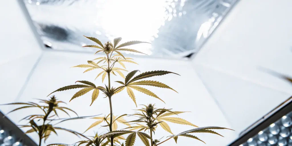 Close-up of a cannabis leaf illuminated by colorful LED grow lights.