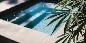 Close-up of cannabis leaves with water droplets near a pool in natural sunlight.