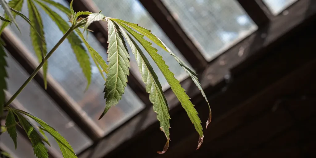 Cannabis plant with developing bud under a blue-tinted grow light in an indoor cultivation room.